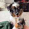dog, puppy, australian_shepherd, blue_eyes, fur, pet, indoor, living_room, blanket, couch, television, furniture, carpet, cute, animal, canine, happy, playful, young, domestic
