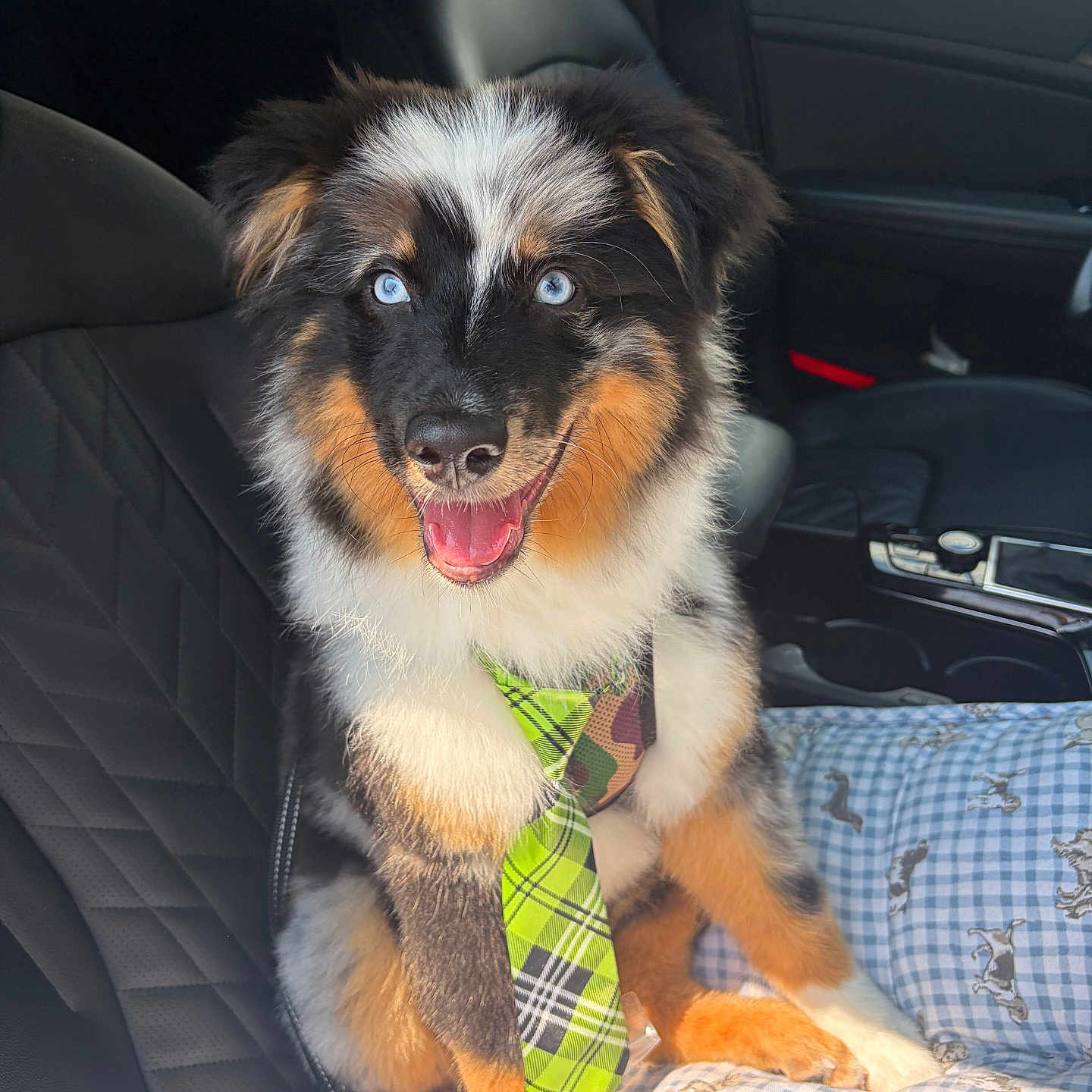Remy is registered to the contest to win money with this photo: adorable, black_fur, blue_eyes, brown_fur, car_seat, cushion, dog, domestic_animal, fluffy, happy, leather_seat, pet, portrait, puppy, sitting, sunlight, tie, tongue_out, vehicle_interior, white_fur