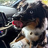 Remy joined the competition — help win amazing prizes! blanket, blue_eyes, car_interior, closeup, collar, cute, daylight, dog, domestic_animal, expression, fluffy, fur, licking, nature_outside, pet, puppy, seat, whiskers, window, young_dog