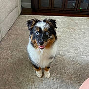 Remy is registered to the contest to win money with this photo: animal, blue_eyes, cabinet, carpet, couch, cozy, dog, ears, floor, fluffy, happy, home, indoor, long_fur, looking_up, mouth_open, pet, sitting, tri_color, wooden_furniture