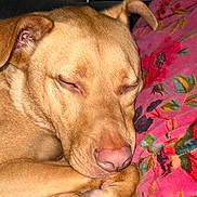 Topaz is registered to the contest to win money with this photo: animal, brown_fur, close_up, comfort, cozy, cute, dog, ears, floral_pattern, indoor, nose, paw, peaceful, pet, pillow, pink, relaxed, resting, sleeping, snout