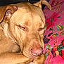 animal, brown_fur, close_up, comfort, cozy, cute, dog, ears, floral_pattern, indoor, nose, paw, peaceful, pet, pillow, pink, relaxed, resting, sleeping, snout
