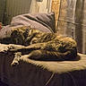 Heubert participe au concours pour gagner de l'argent avec cette photo : dog, sleeping, shaggy_fur, long_legs, armchair, blanket, indoors, cozy, nap, resting, brown_dog, pet, home, furniture, curtains, radiator, warm_lighting, relaxed, sprawled, portrait