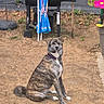 Heubert a rejoint le concours — aidez-le/la à gagner de superbes lots ! dog, canine, pet, sitting, portrait, outdoor, yard, garden, dirt, ground, brindle, fur, collar, leash, ears, tail, alert, looking_at_camera, umbrella, gardening_tools