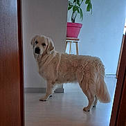 Alaska a rejoint le concours — aidez-le/la à gagner de superbes lots ! animal, calm, canine, curious, dog, doorway, floor, fur, golden_retriever, home, house, indoor, light, looking_back, pet, plant, potted_plant, quiet, stool, wooden_door