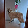 animal, calm, canine, curious, dog, doorway, floor, fur, golden_retriever, home, house, indoor, light, looking_back, pet, plant, potted_plant, quiet, stool, wooden_door