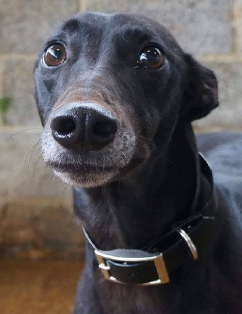 Gloria joined the competition — help win amazing prizes! borador, canidae, carnivore, collar, companion_dog, dog, dog_breed, dog_collar, electric_blue, eye, fur, gun_dog, hunting_dog, liver, pet_supply, snout, sporting_group, terrestrial_animal, whiskers, working_animal