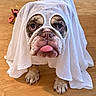 bulldog, dog, pet, animal, ghost_costume, white_sheet, costume, funny, cute, portrait, close_up, sitting, standing, tongue_out, wrinkled_face, brown_and_white, paws, wooden_floor, toy, indoors
