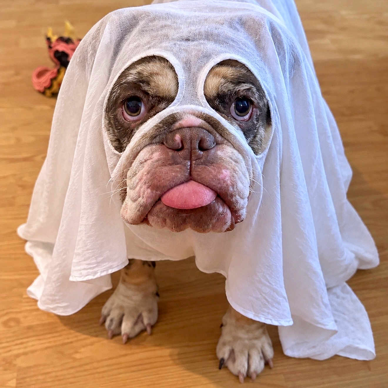Moo Moo is registered to the contest to win money with this photo: bulldog, dog, pet, animal, ghost_costume, white_sheet, costume, funny, cute, portrait, close_up, sitting, standing, tongue_out, wrinkled_face, brown_and_white, paws, wooden_floor, toy, indoors