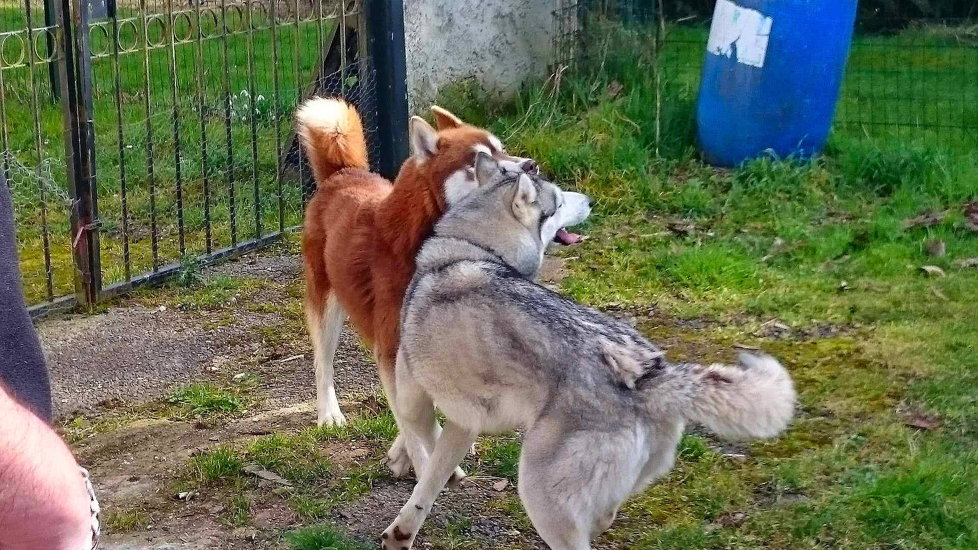 Irka a rejoint le concours — aidez-le/la à gagner de superbes lots ! ancient_dog_breeds, canidae, carnivore, companion_dog, dog, dog_breed, fawn, fence, grass, leash, livestock_guardian_dog, non_sporting_group, plant, siberian_husky, sled_dog, tail, terrestrial_animal, wolf, working_animal, working_dog