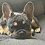 Rocky is registered to the contest to win money with this photo: blanket, canine, close_up, companion, cute, dog, domestic_animal, ears, eyes, french_bulldog, fur, gray, indoor, lying_down, pet, portrait, puppy, relaxation, sleepy, snout
