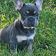 Rocky joined the competition — help win amazing prizes! dog, puppy, french_bulldog, grass, outdoor, pet, animal, ears, cute, sitting, young, nature, canine, fur, alert, adorable, mammal, portrait, green, daylight