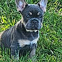 dog, puppy, french_bulldog, grass, outdoor, pet, animal, ears, cute, sitting, young, nature, canine, fur, alert, adorable, mammal, portrait, green, daylight
