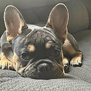 Rocky joined the competition — help win amazing prizes! blanket, canine, close_up, companion, cute, dog, domestic_animal, ears, eyes, french_bulldog, fur, gray, indoor, lying_down, pet, portrait, puppy, relaxation, sleepy, snout
