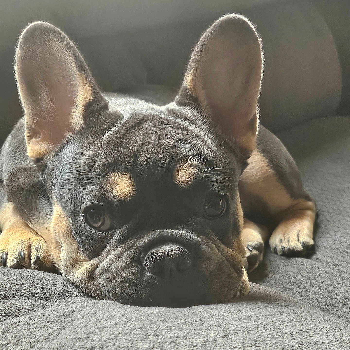 Rocky joined the competition — help win amazing prizes! blanket, canine, close_up, companion, cute, dog, domestic_animal, ears, eyes, french_bulldog, fur, gray, indoor, lying_down, pet, portrait, puppy, relaxation, sleepy, snout