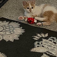 Zee joined the competition — help win amazing prizes! animal, carpet, cat, closeup, cord, cute, domestic, feline, floor, indoor, kitten, orange_and_white, paw, pet, playful, resting, rug, small, strawberry_toy, toy