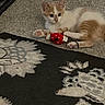 animal, carpet, cat, closeup, cord, cute, domestic, feline, floor, indoor, kitten, orange_and_white, paw, pet, playful, resting, rug, small, strawberry_toy, toy