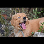 Arwen a rejoint le concours — aidez-le/la à gagner de superbes lots ! puppy, dog, golden_retriever, tongue_out, outdoor, greenery, happy, playful, animal, pet, fur, nature, young_dog, cute, mammal, canine, adorable, grass, leaf, tongue