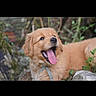 puppy, dog, golden_retriever, tongue_out, outdoor, greenery, happy, playful, animal, pet, fur, nature, young_dog, cute, mammal, canine, adorable, grass, leaf, tongue