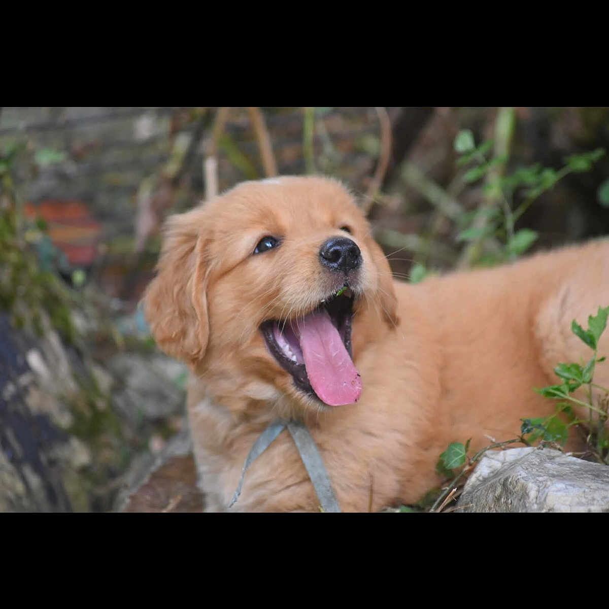 Arwen a rejoint le concours — aidez-le/la à gagner de superbes lots ! puppy, dog, golden_retriever, tongue_out, outdoor, greenery, happy, playful, animal, pet, fur, nature, young_dog, cute, mammal, canine, adorable, grass, leaf, tongue