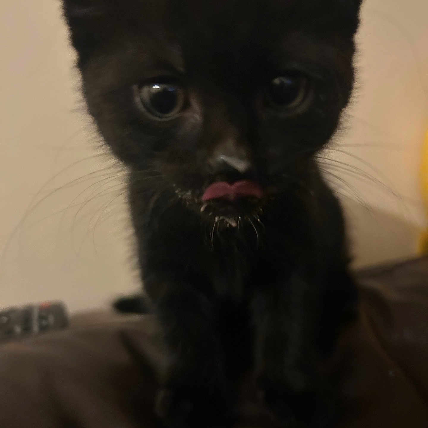 Coco is registered to the contest to win money with this photo: animal, blackcat, bodypart, cat, kitten, manx, mouth, person, pet