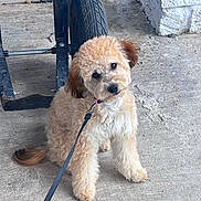Lucy is registered to the contest to win money with this photo: dog, puppy, leash, curly_hair, wheelbarrow, concrete, outdoor, pet, animal, brown, cute, sitting, curious, fluffy, small_dog, sidewalk, collar, playful, domestic_animal, head_tilt