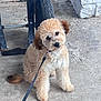 dog, puppy, leash, curly_hair, wheelbarrow, concrete, outdoor, pet, animal, brown, cute, sitting, curious, fluffy, small_dog, sidewalk, collar, playful, domestic_animal, head_tilt