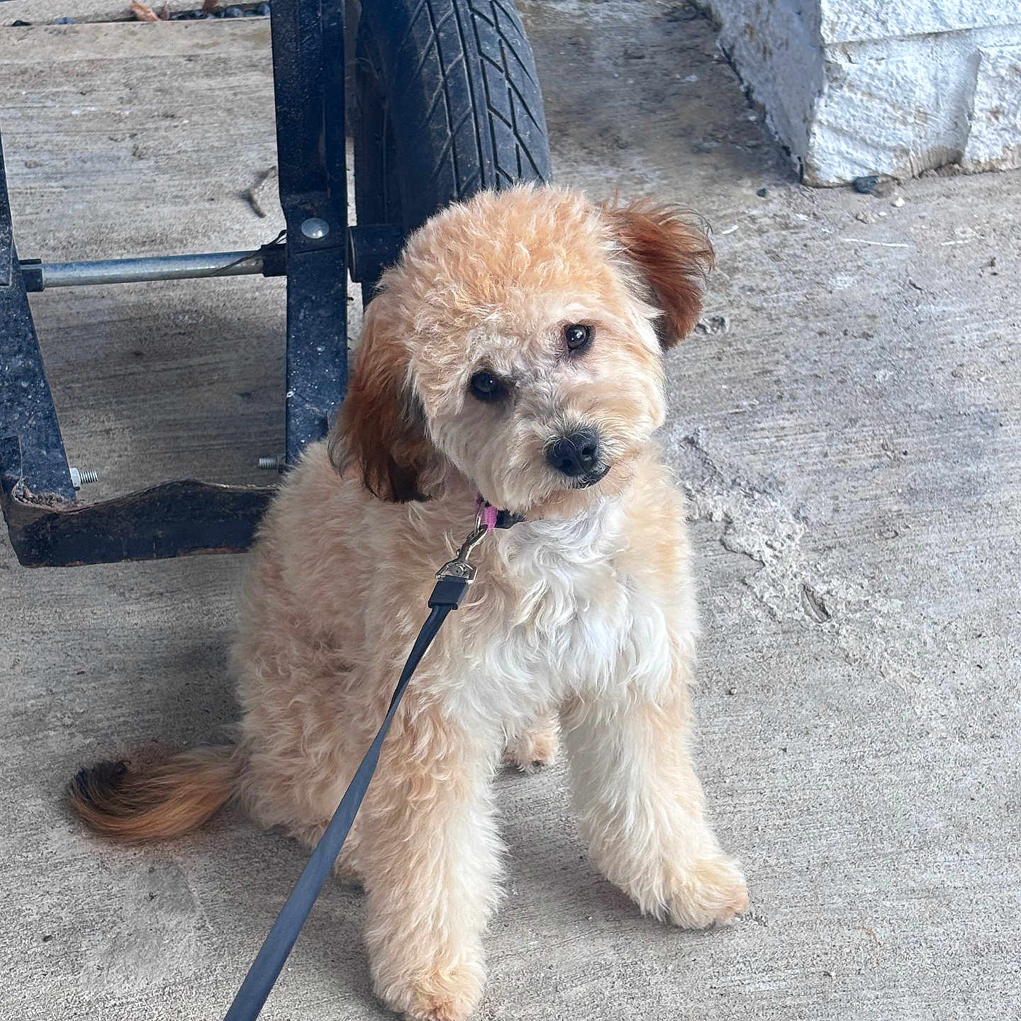 Lucy is registered to the contest to win money with this photo: animal, brown, collar, concrete, curious, curly_hair, cute, dog, domestic_animal, fluffy, head_tilt, leash, outdoor, pet, playful, puppy, sidewalk, sitting, small_dog, wheelbarrow