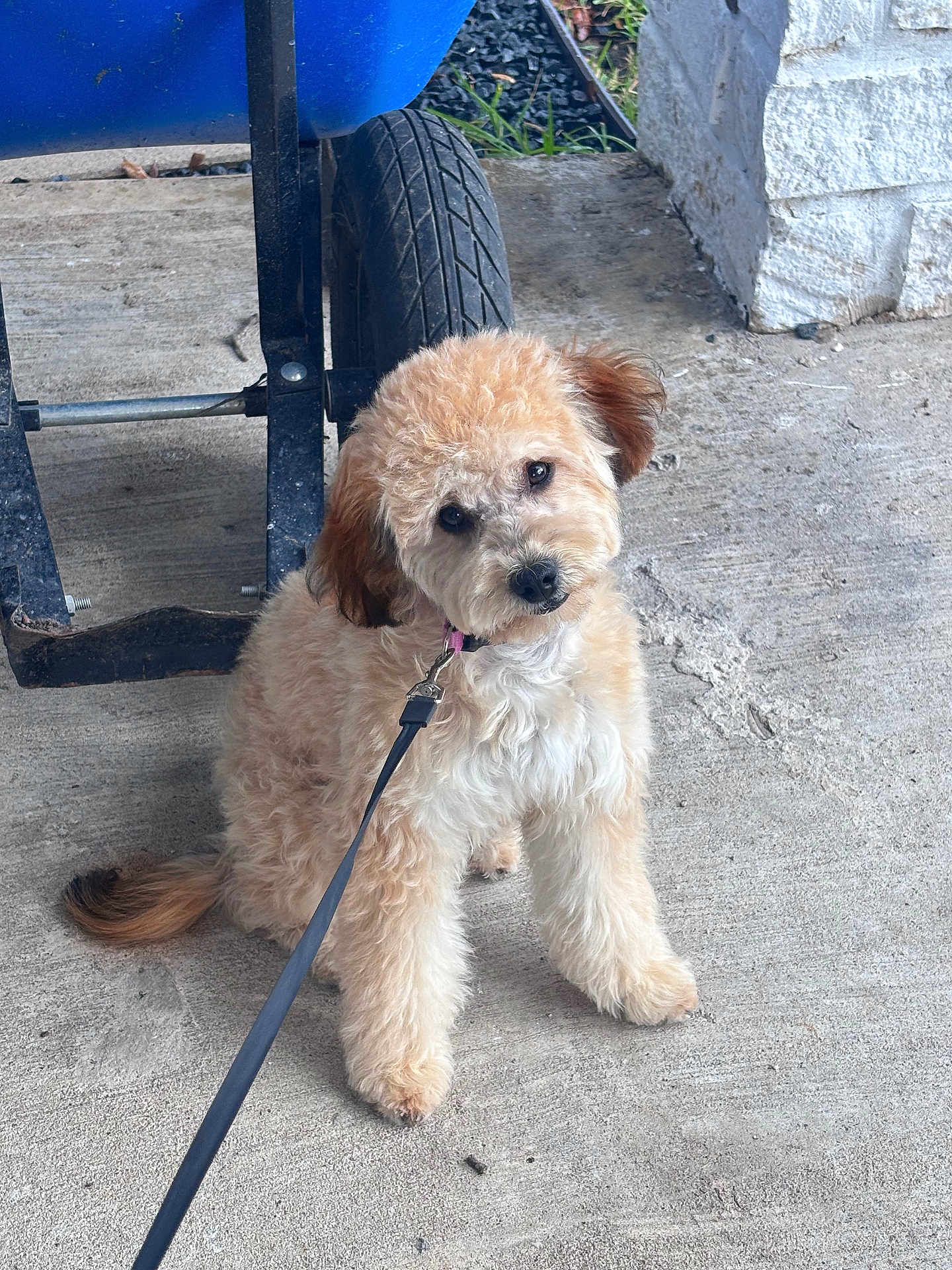 Lucy