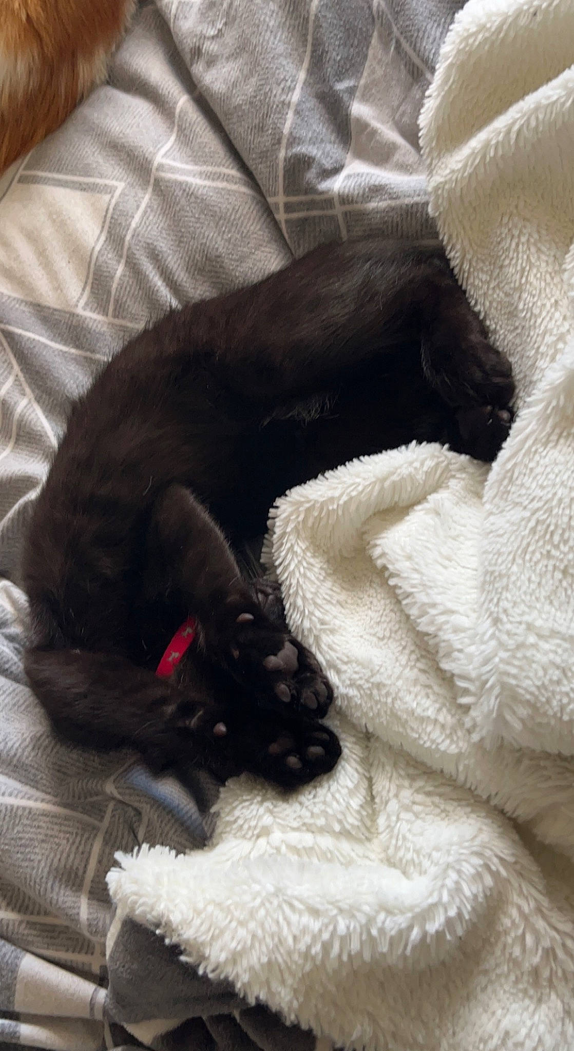 Chip joined the competition — help win amazing prizes! black_cat, bombay, canidae, carnivore, cat, claw, comfort, companion_dog, dog_breed, domestic_short_haired_cat, fawn, felidae, fur, grey, linens, paw, small_to_medium_sized_cats, snout, tail, whiskers