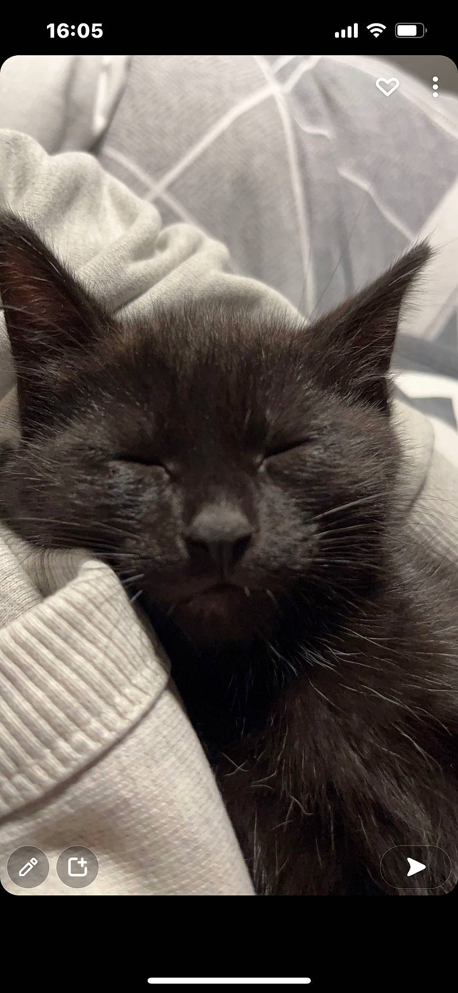 Chip is registered to the contest to win money with this photo: black_cat, carnivore, cat, claw, comfort, domestic_short_haired_cat, ear, felidae, fur, grey, mammal, monochrome, monochrome_photography, nap, paw, small_to_medium_sized_cats, snout, terrestrial_animal, vertebrate, whiskers