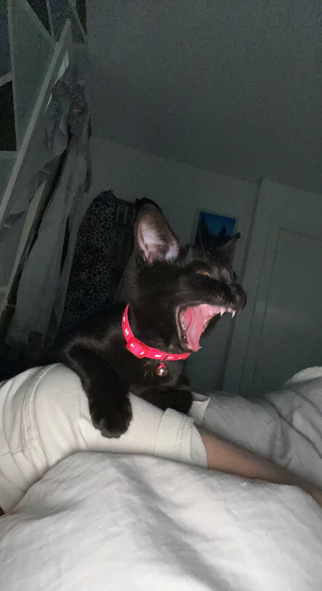Chip is registered to the contest to win money with this photo: black_cat, bombay, carnivore, cat, comfort, dog_breed, domestic_short_haired_cat, eye, fang, felidae, foot, grey, head, jaw, roar, small_to_medium_sized_cats, snout, tail, whiskers, yawn