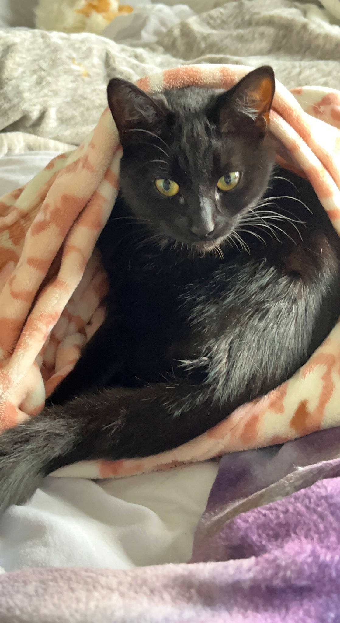 Chip is registered to the contest to win money with this photo: black_cat, bombay, carnivore, cat, claw, comfort, domestic_short_haired_cat, ear, eye, felidae, fur, gesture, hand, head, nail, sitting, small_to_medium_sized_cats, snout, tail, whiskers