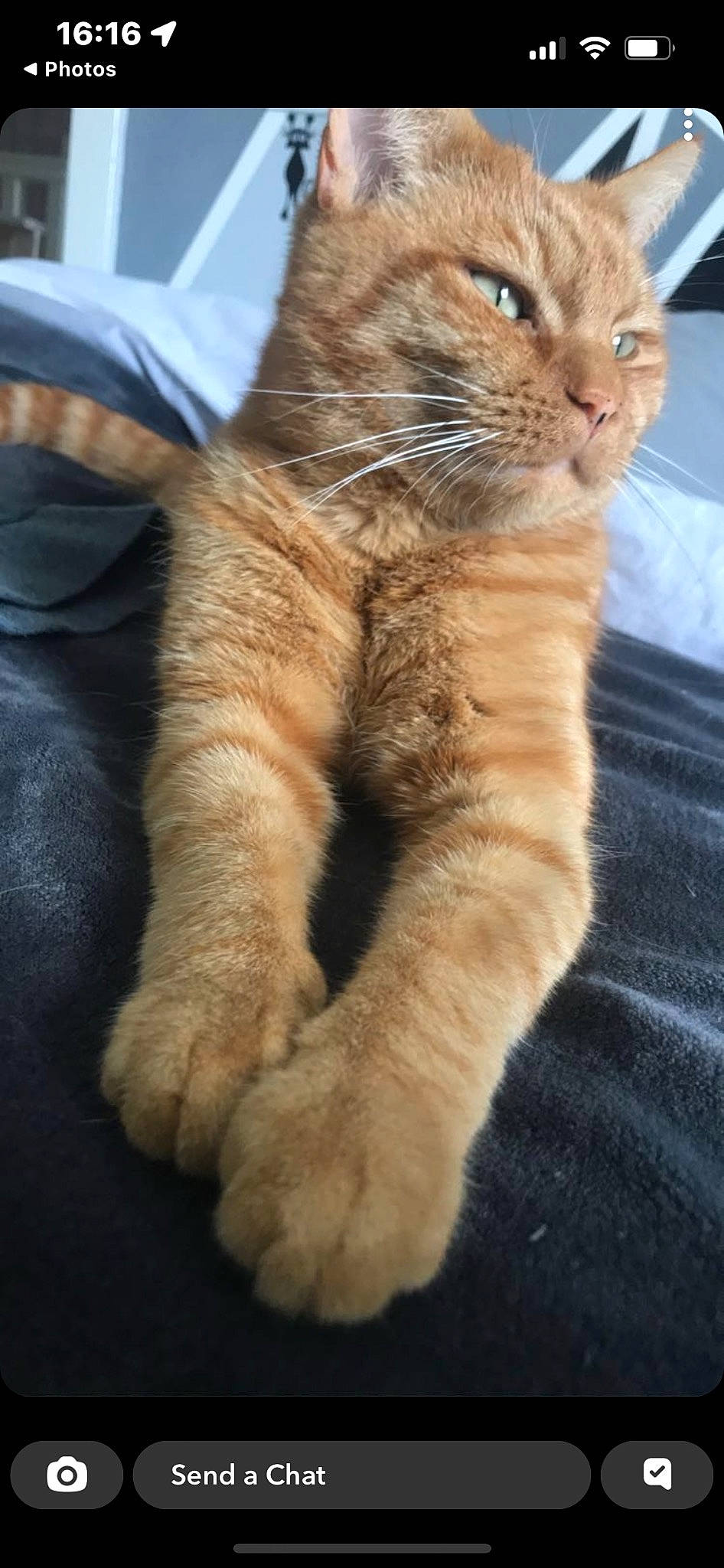 Ginge is registered to the contest to win money with this photo: carnivore, cat, claw, comfort, domestic_short_haired_cat, fawn, felidae, fur, gesture, paw, small_to_medium_sized_cats, snout, tail, terrestrial_animal, whiskers, window