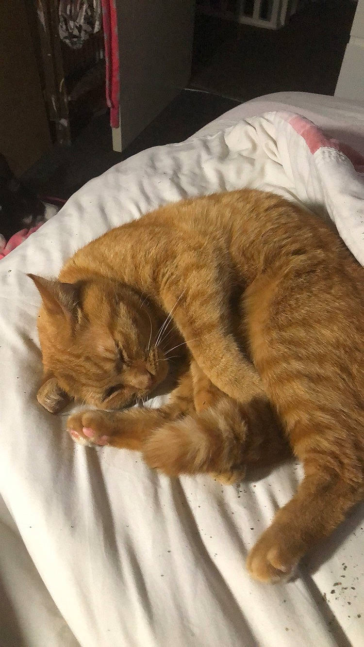 Ginge joined the competition — help win amazing prizes! carnivore, cat, cat_supply, claw, comfort, domestic_short_haired_cat, fawn, felidae, fur, linens, liver, nap, paw, sleep, small_to_medium_sized_cats, tail, terrestrial_animal, whiskers, wood