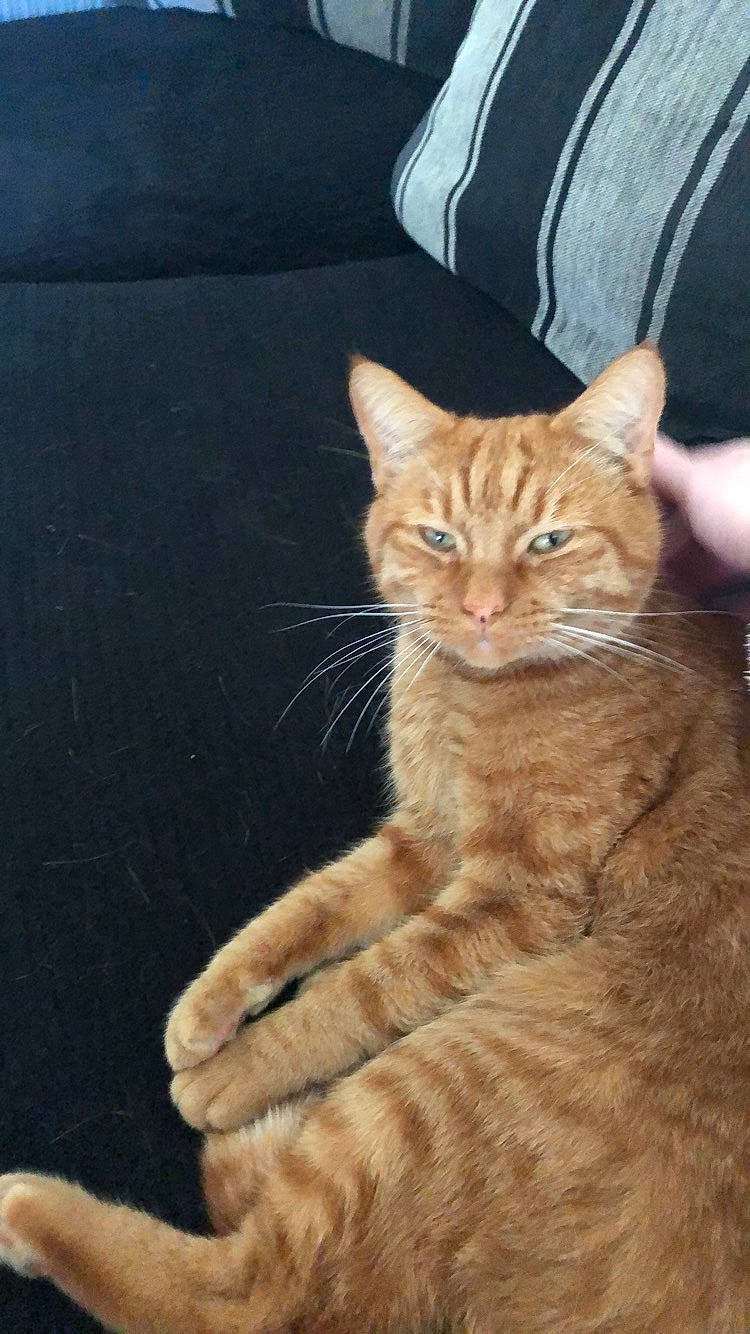 Ginge is registered to the contest to win money with this photo: art, carnivore, cat, claw, domestic_short_haired_cat, fawn, felidae, fur, gesture, paw, sitting, small_to_medium_sized_cats, snout, tail, terrestrial_animal, tree, whiskers, wildlife, wood, wrinkle