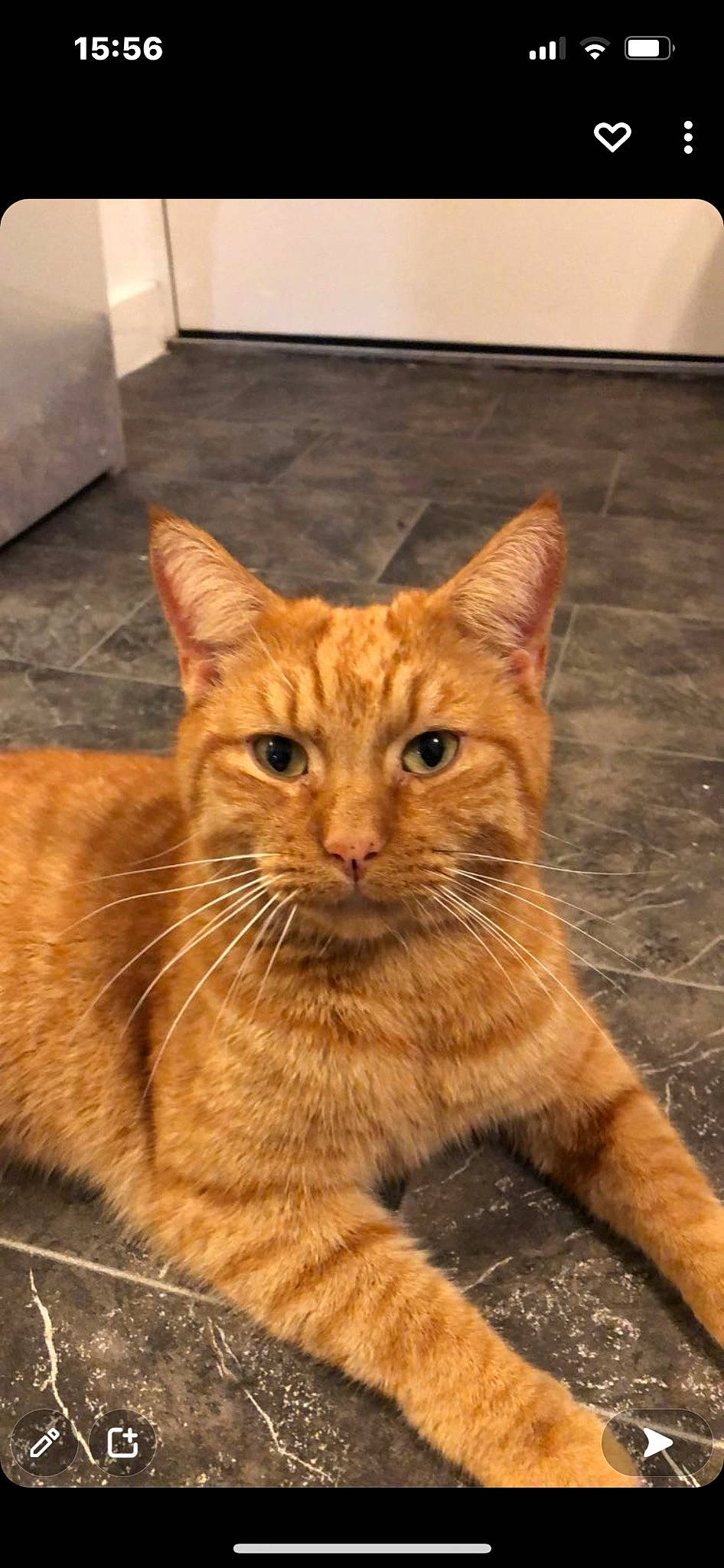 Ginge is registered to the contest to win money with this photo: carnivore, cat, claw, domestic_short_haired_cat, eye, fawn, felidae, floor, flooring, fur, hardwood, sitting, small_to_medium_sized_cats, snout, tail, terrestrial_animal, whiskers, wildlife, window, wood