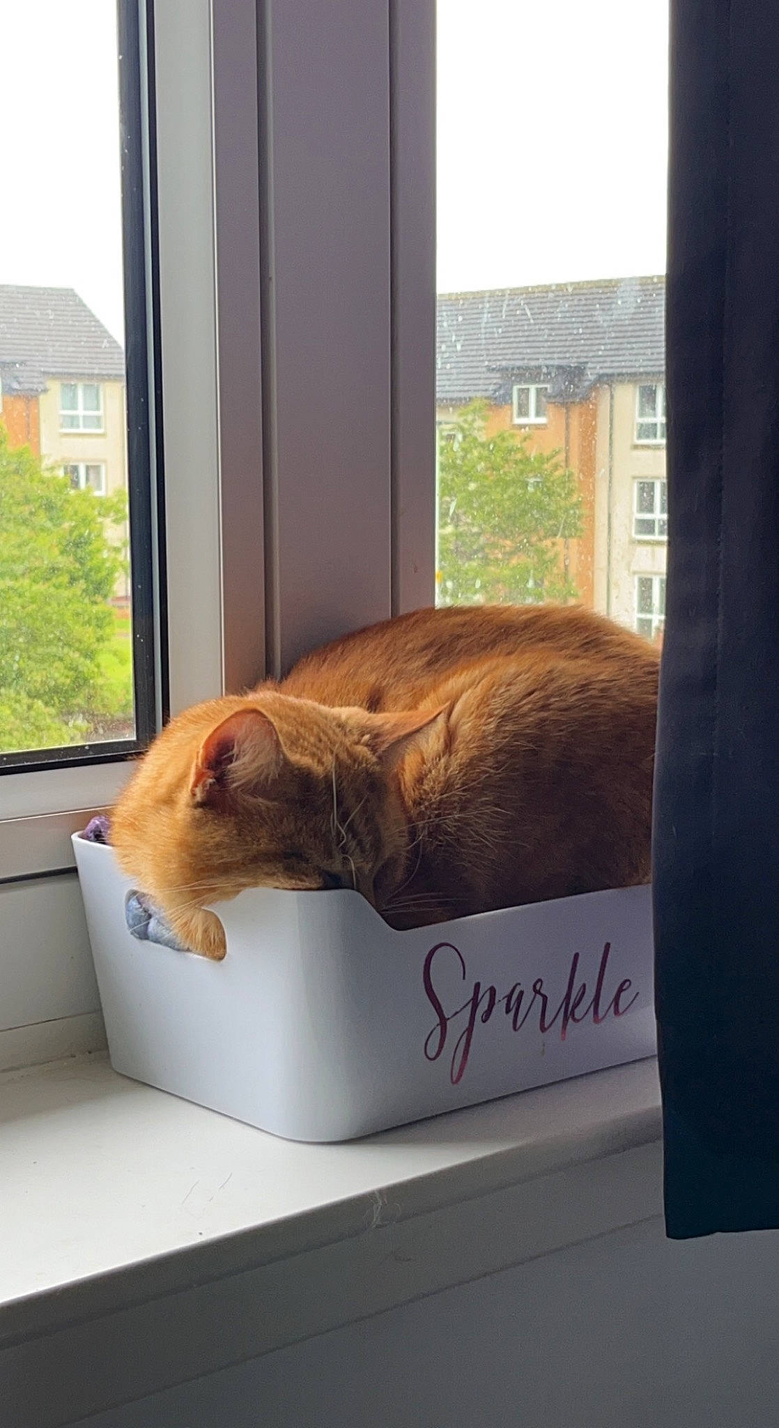 Ginge joined the competition — help win amazing prizes! building, carnivore, cat, comfort, couch, domestic_short_haired_cat, fawn, felidae, flooring, fur, hardwood, rectangle, shade, small_to_medium_sized_cats, table, tail, terrestrial_animal, whiskers, window, wood