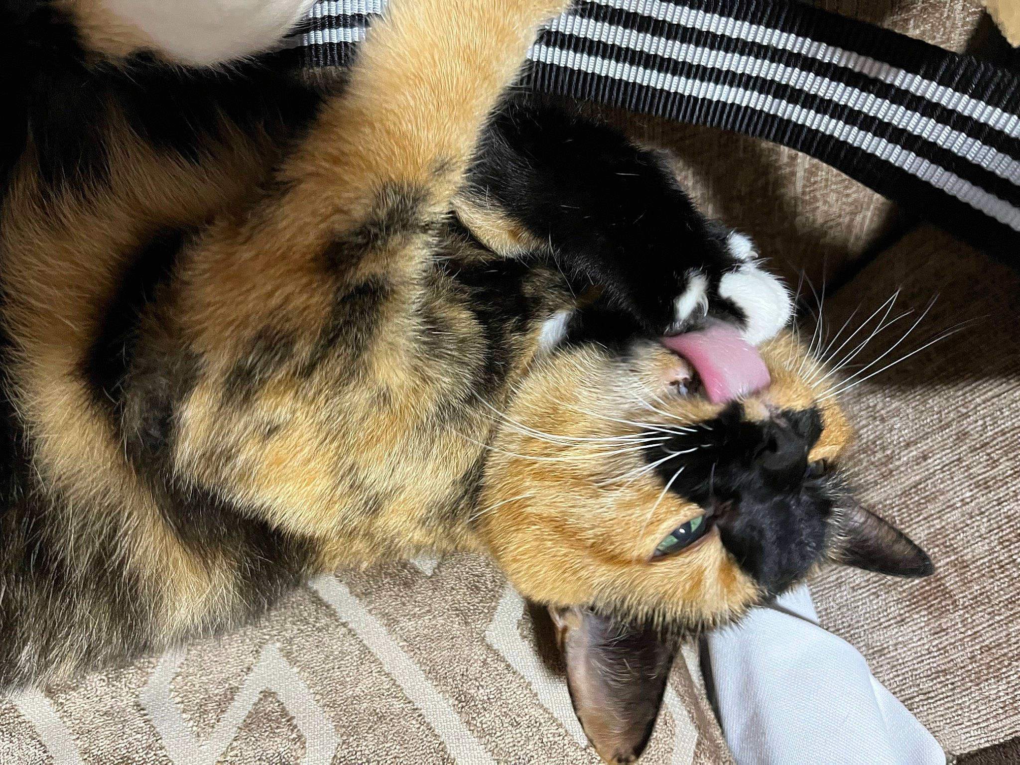 Lola is registered to the contest to win money with this photo: carnivore, cat, claw, comfort, companion_dog, dog_breed, domestic_short_haired_cat, ear, felidae, foot, fur, human_leg, nap, paw, small_to_medium_sized_cats, snout, sporting_group, tail, terrestrial_animal, whiskers