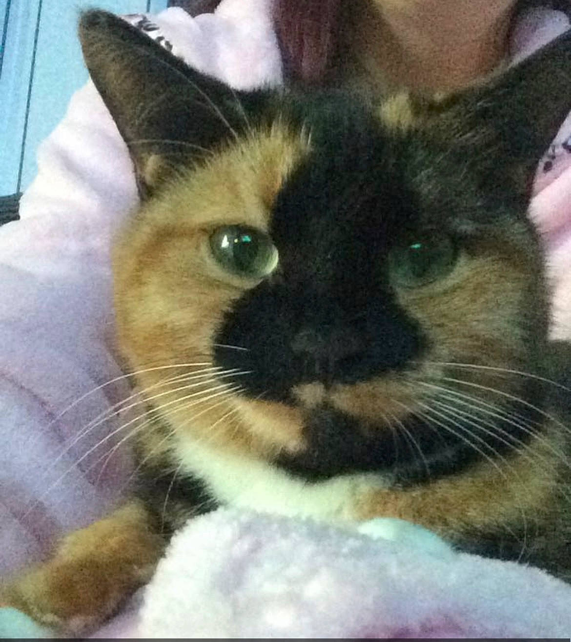 Lola is registered to the contest to win money with this photo: carnivore, cat, cat_supply, comfort, domestic_short_haired_cat, ear, fawn, felidae, fur, pattern, pet_supply, rectangle, selfie, small_to_medium_sized_cats, snout, square, thai, whiskers