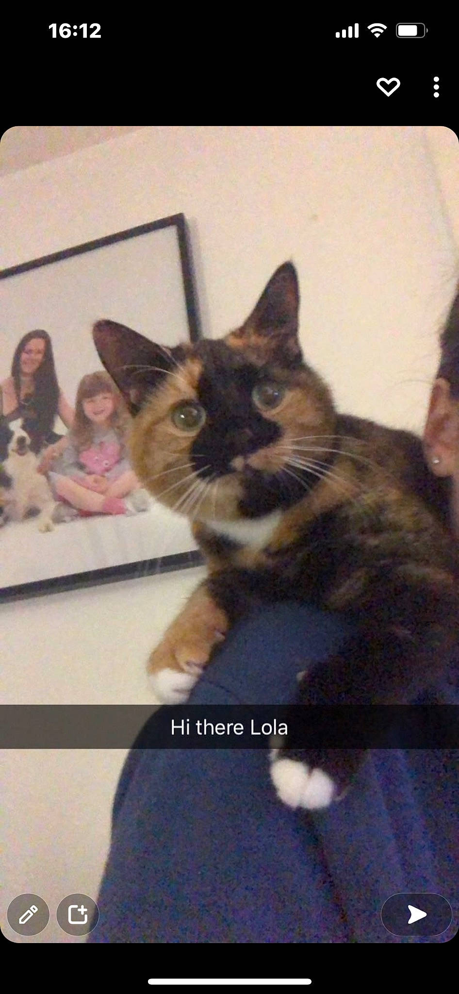 Lola joined the competition — help win amazing prizes! carnivore, cat, comfort, domestic_short_haired_cat, felidae, fur, paw, photo_caption, small_to_medium_sized_cats, whiskers