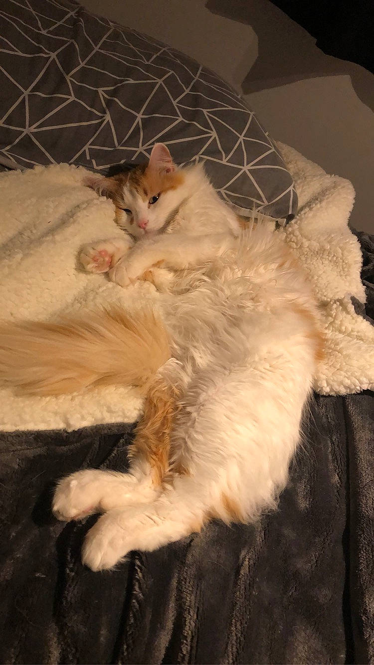 Jaffa is registered to the contest to win money with this photo: carnivore, cat, claw, comfort, fawn, felidae, fur, nap, paw, sleep, small_to_medium_sized_cats, tail, whiskers