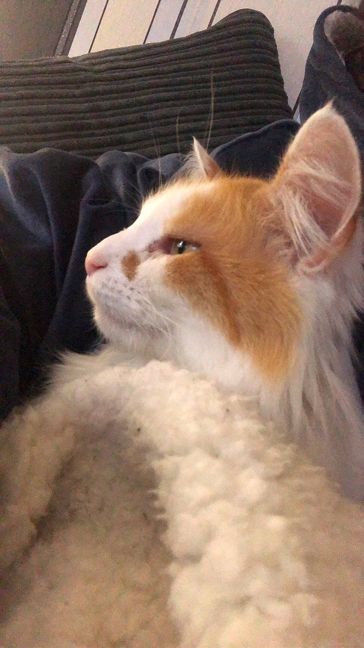 Jaffa is registered to the contest to win money with this photo: carnivore, cat, claw, comfort, domestic_short_haired_cat, fawn, felidae, flooring, fur, hardwood, paw, small_to_medium_sized_cats, snout, tail, whiskers, window, wood