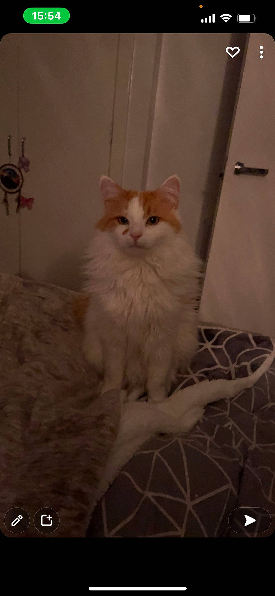 Jaffa joined the competition — help win amazing prizes! british_longhair, carnivore, cat, comfort, fawn, felidae, flooring, fur, hardwood, paw, small_to_medium_sized_cats, tail, terrestrial_animal, whiskers, window, wood