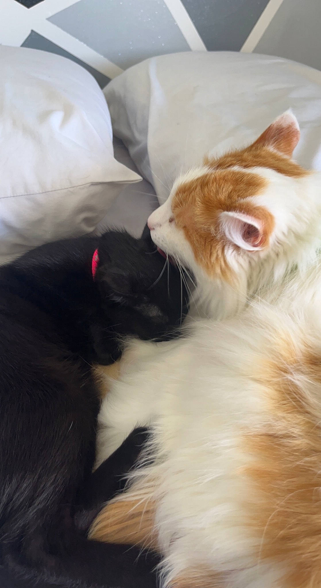 Jaffa is registered to the contest to win money with this photo: carnivore, cat, claw, comfort, domestic_short_haired_cat, felidae, fur, gesture, mammal, paw, plant, plastic_bag, small_to_medium_sized_cats, tail, whiskers