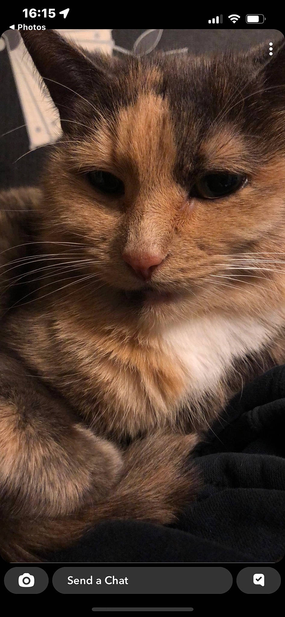 Misty joined the competition — help win amazing prizes! carnivore, cat, claw, comfort, domestic_short_haired_cat, fawn, felidae, fur, paw, sky, small_to_medium_sized_cats, terrestrial_animal, tree, whiskers