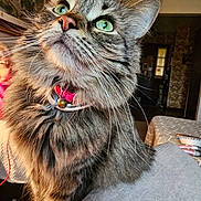 Bella Ann joined the competition — help win amazing prizes! cat, tabby, green_eyes, fluffy, collar, bell, indoor, pet, feline, curious, close_up, whiskers, fur, domestic_animal, household, portrait, cozy, table, fabric, lighting