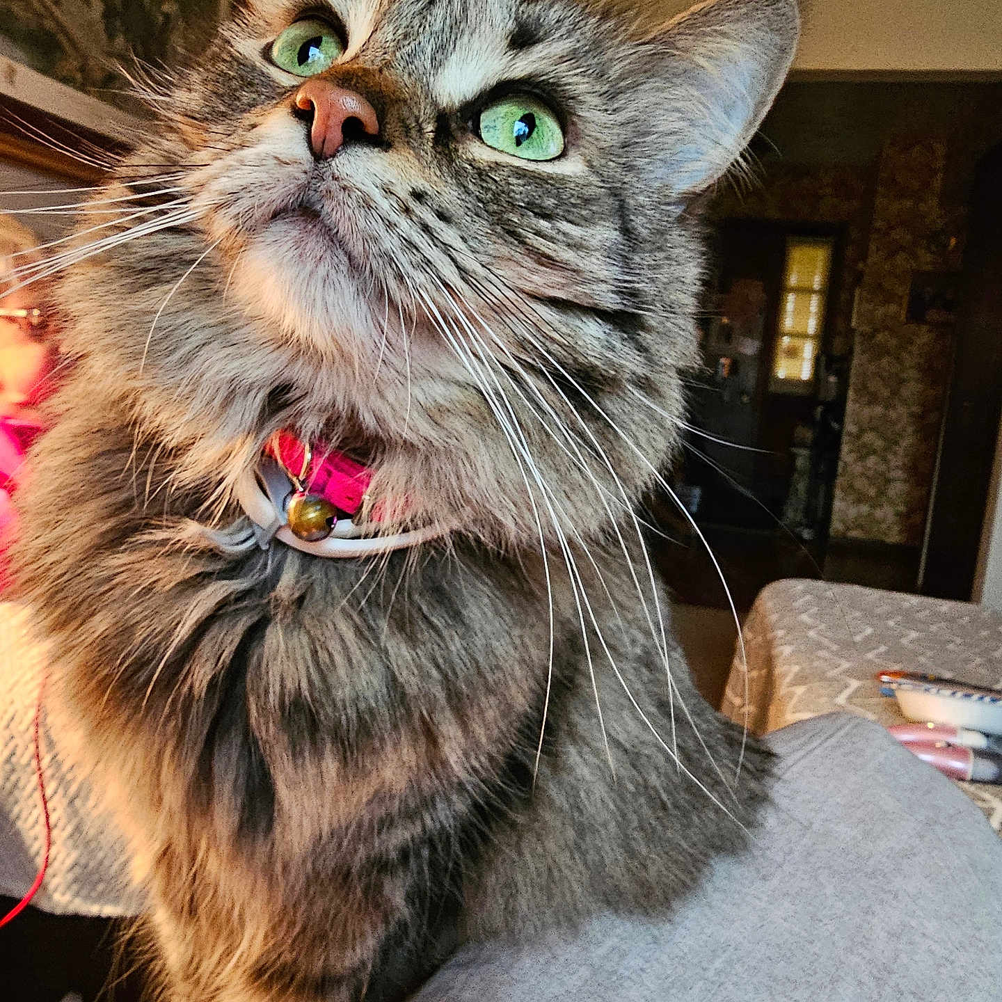 Bella Ann joined the competition — help win amazing prizes! cat, tabby, green_eyes, fluffy, collar, bell, indoor, pet, feline, curious, close_up, whiskers, fur, domestic_animal, household, portrait, cozy, table, fabric, lighting