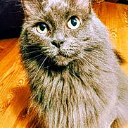 Misty is registered to the contest to win money with this photo: animal, attention, cat, closeup, cute, cute_pet, domestic_cat, feline, fluffy, fur, gray_cat, green_eyes, household, indoor, mammal, pet, portrait, sitting, whiskers, wooden_floor