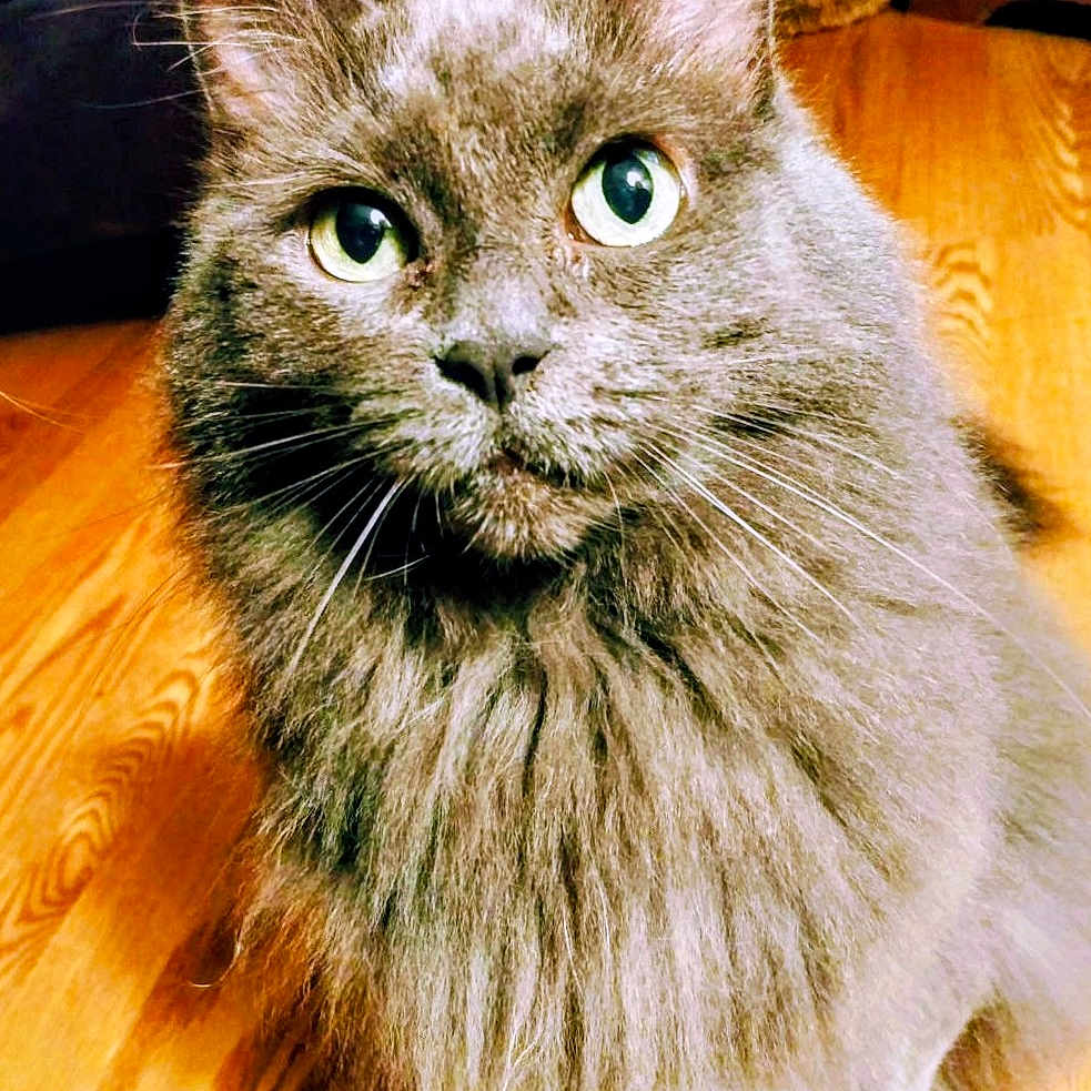 Misty